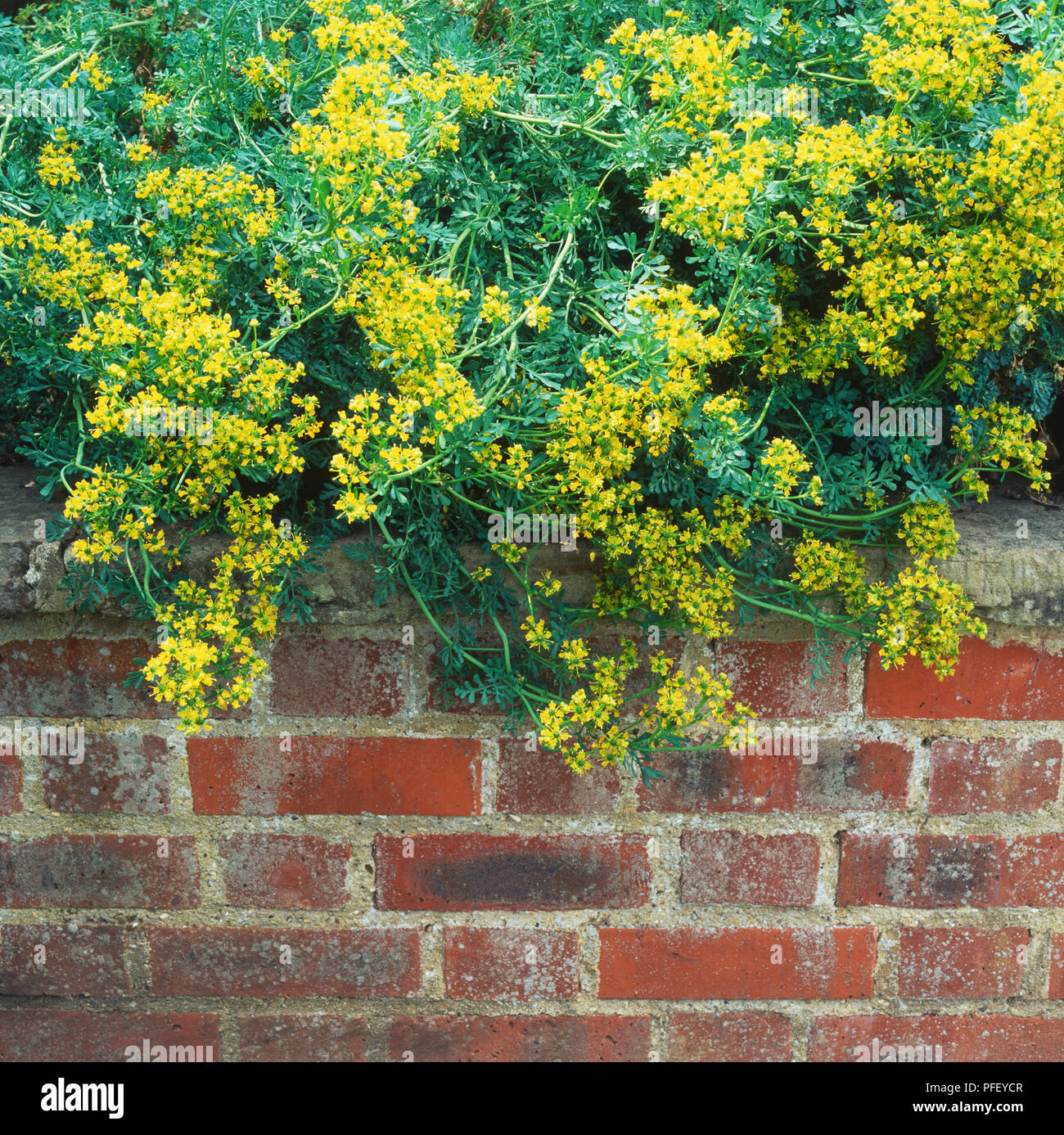 Fiori gialli cresciuto oltre il bordo della parete del giardino Foto Stock