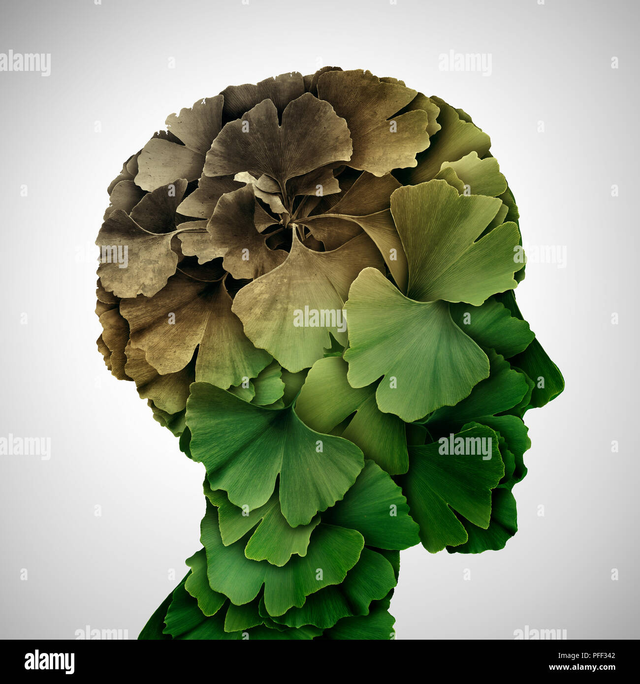 Concetto di demenza e la perdita di memoria o di invecchiamento del cervello a causa di malattia di Alzheimer come una icona di medici con foglie di ginkgo biloba è conformato come una testa umana. Foto Stock