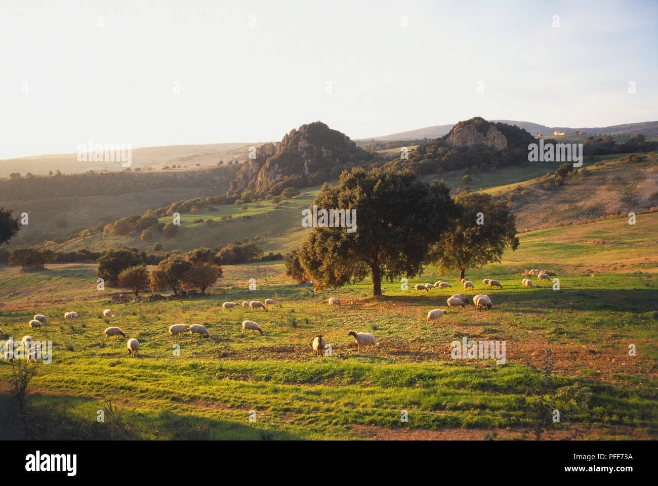 L'Italia, Lazio, paesaggio fertile con pecore al pascolo sulle colline. Foto Stock