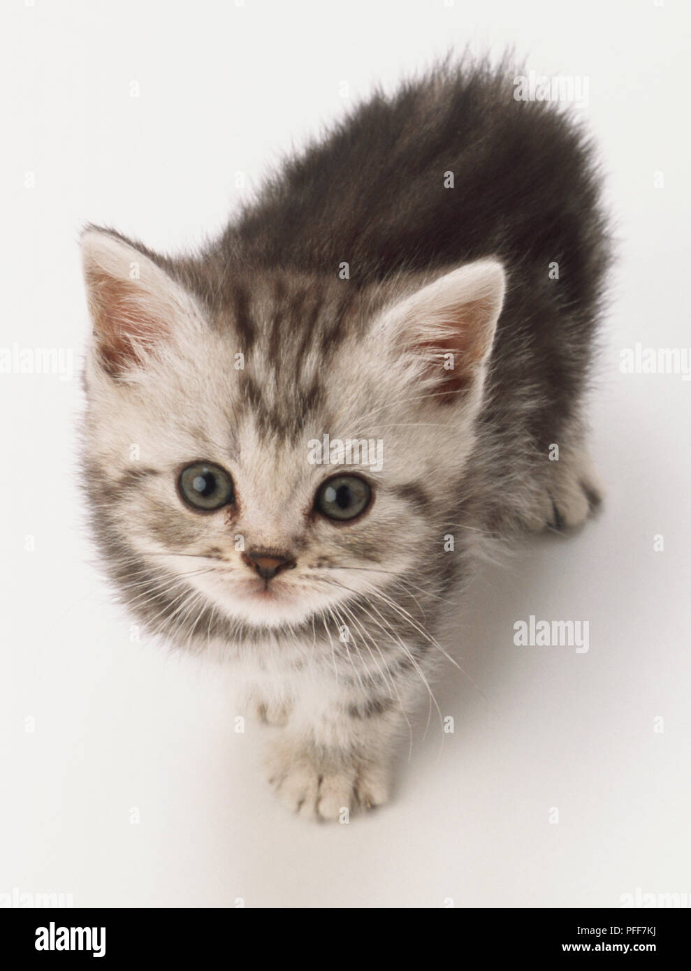 Piccolo grigio gattino con marcature tabby standing, verde rotondo occhi guardando la telecamera, spessa soffice pelliccia, vista sopra. Foto Stock