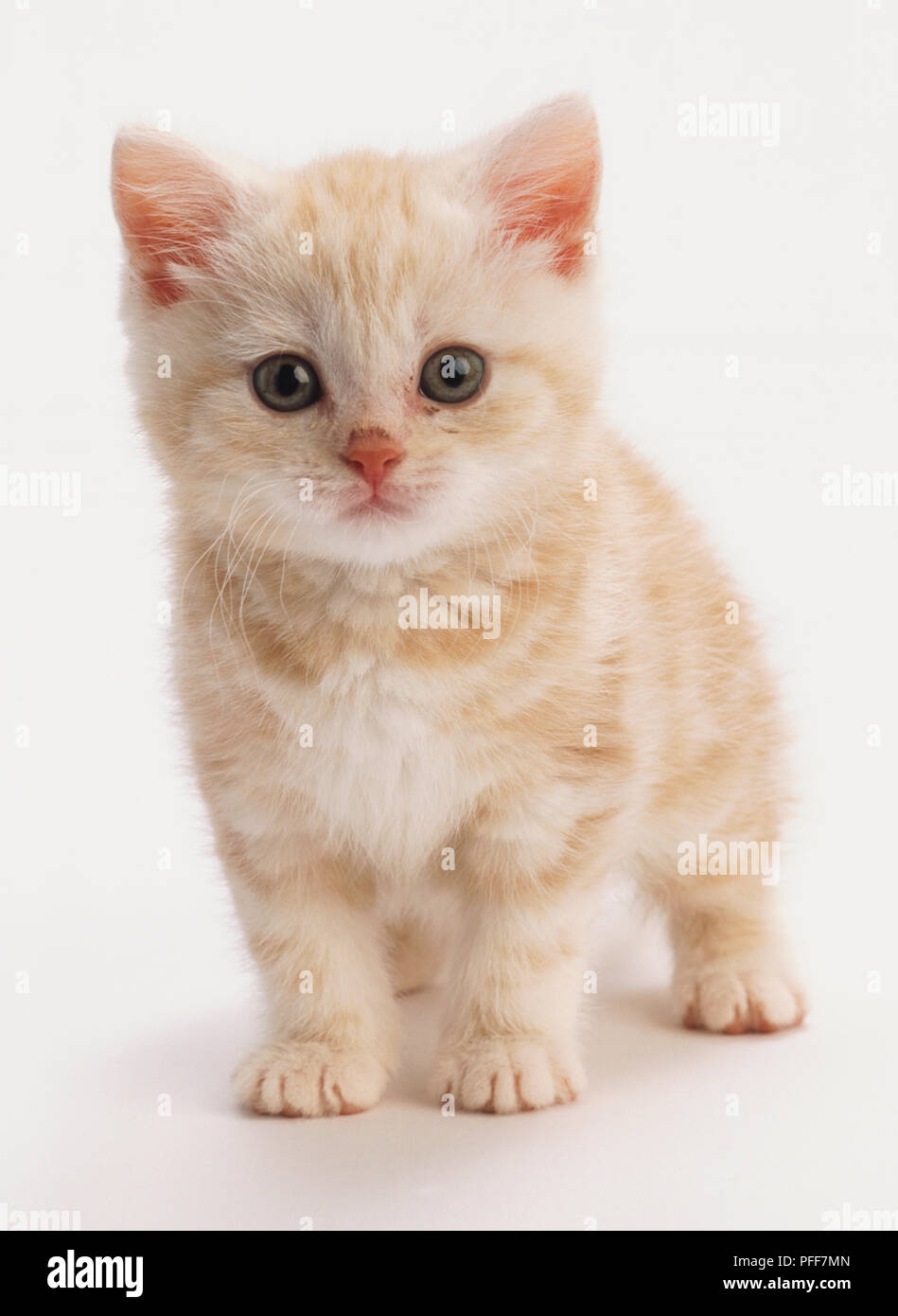 Lo zenzero gattino con marcature tabby, in piedi, bianco soffice pelliccia del torace, rosa naso, round occhi verdi, zampe anteriori piantato vicino insieme, guardando la telecamera, vista frontale. Foto Stock