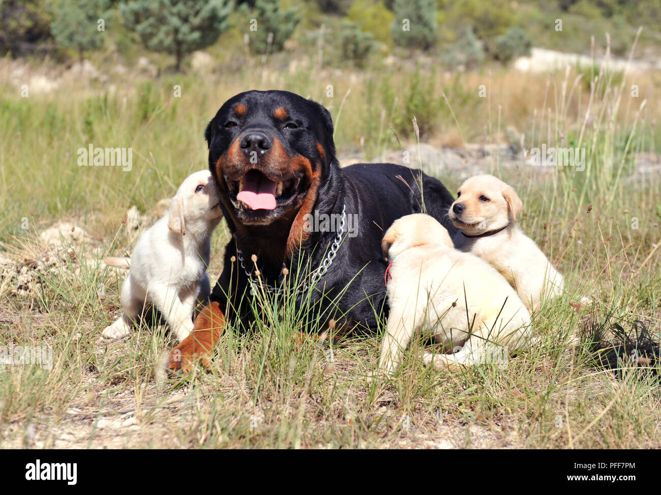 Di razza Rottweiler stabilite in un campo e adorabili cuccioli labrador retriever Foto Stock