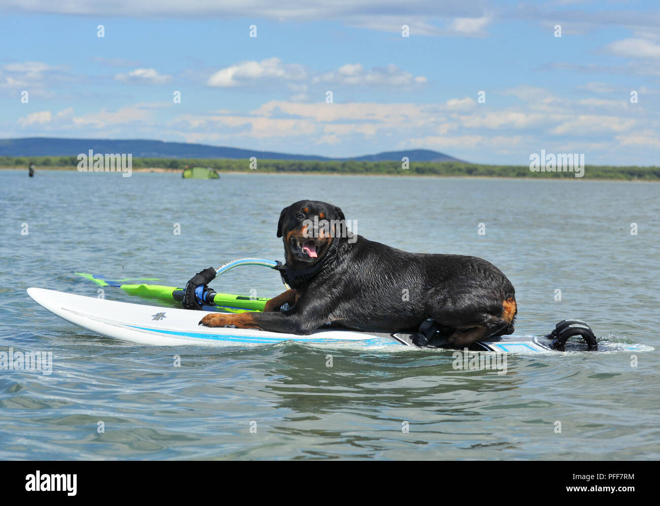 Di razza Rottweiler stabilite sul windsurf in mare Foto Stock