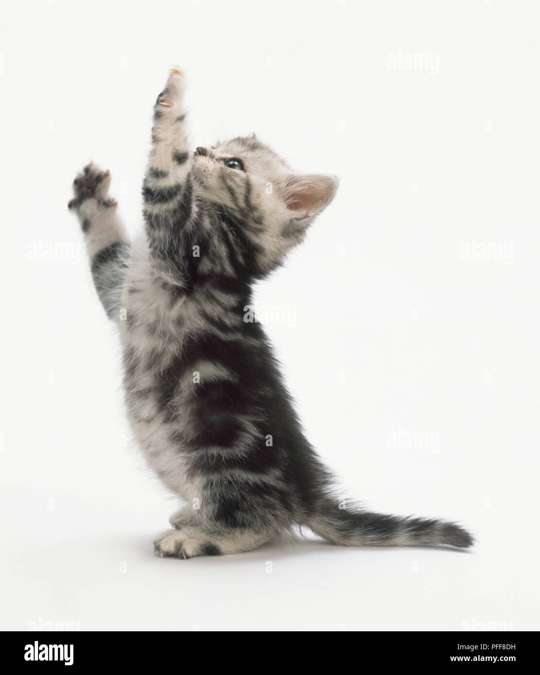 Grigio tabby kitten (felis catus) in piedi sulle zampe posteriori e raggiungendo fino, entrambe le zampe in aria, vista laterale Foto Stock