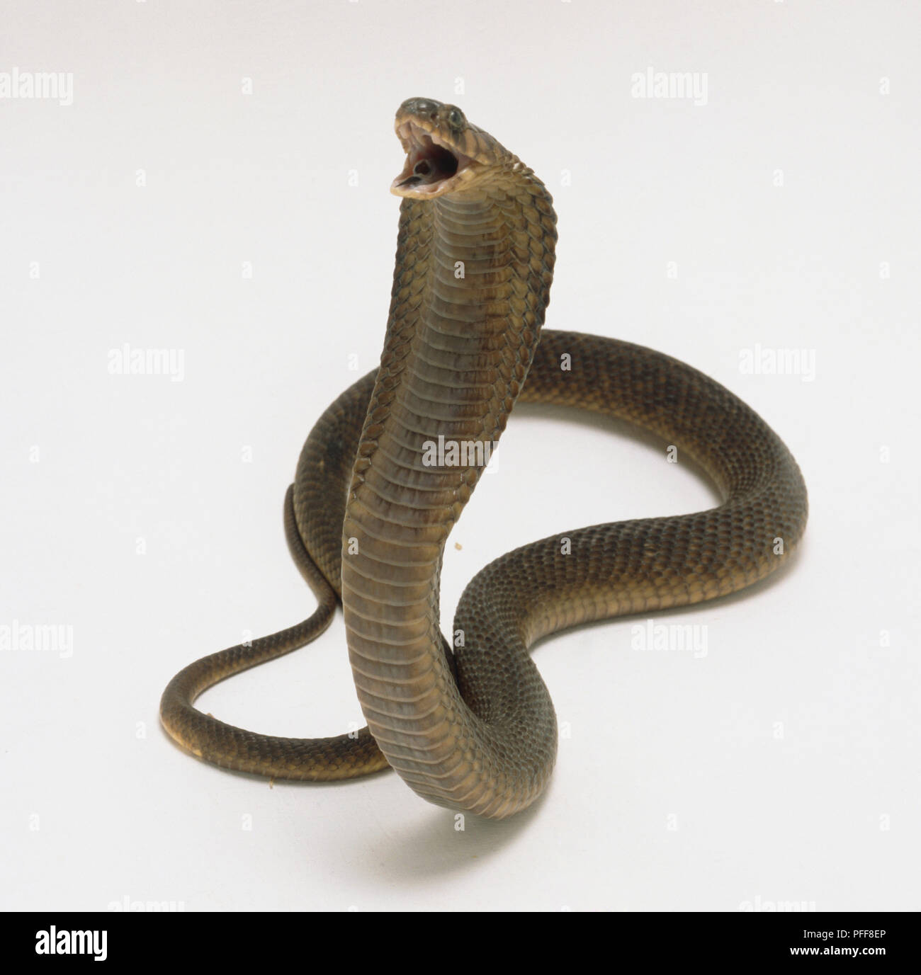 Cobra egiziano (Naja haje) sollevando la sua testa e l'apertura della sua bocca, vista laterale Foto Stock