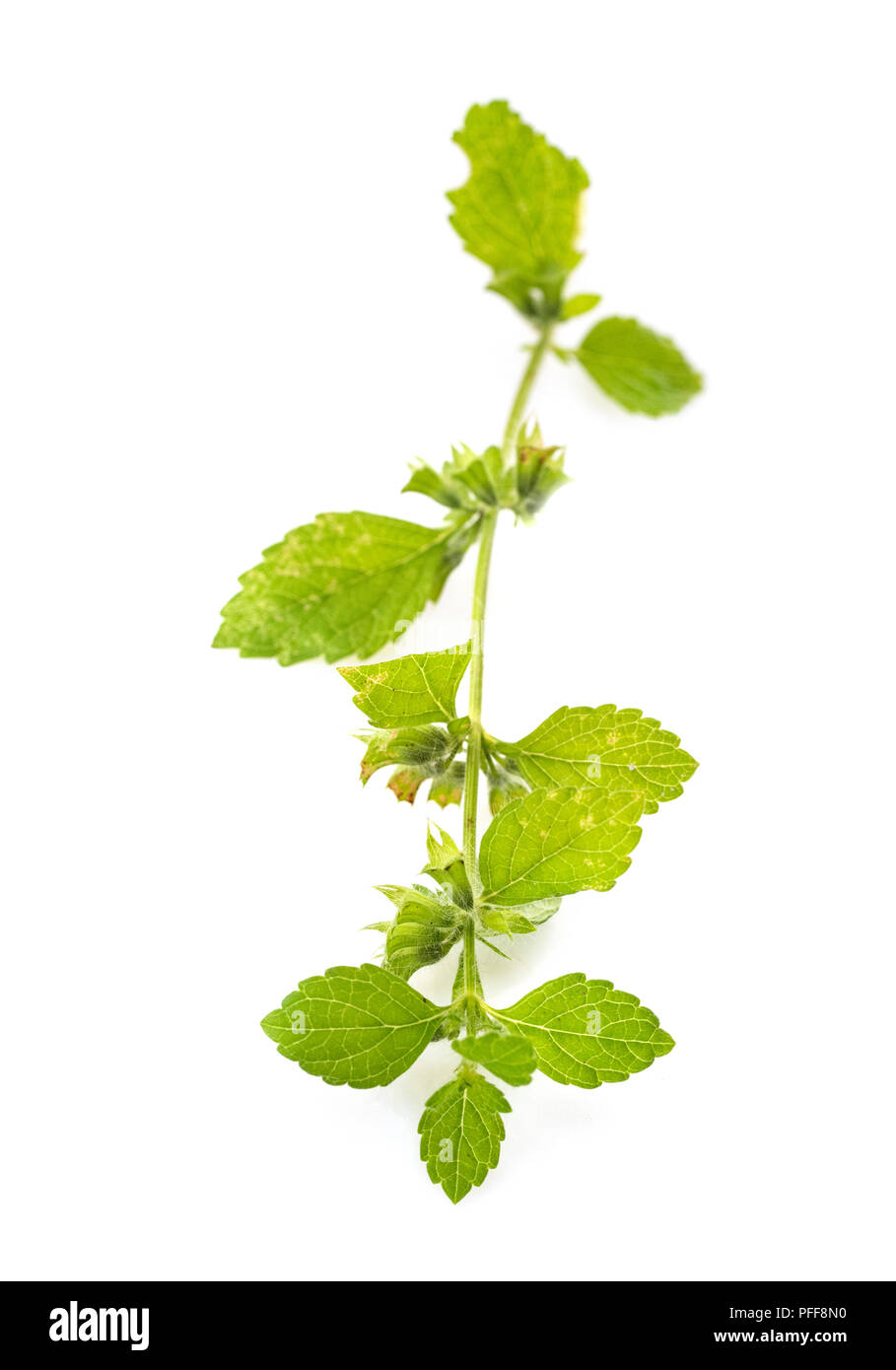 Citronella davanti a uno sfondo bianco Foto Stock Citronella davanti a uno sfondo bianco Foto Stock