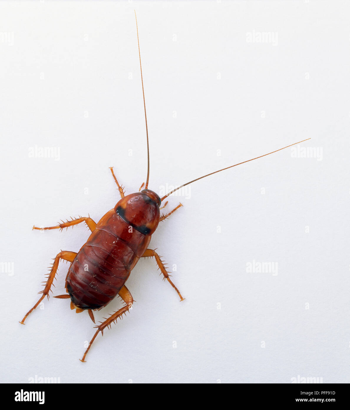Suriname scarafaggio con lunghe antenne, esteso al di sopra di vista. Foto Stock