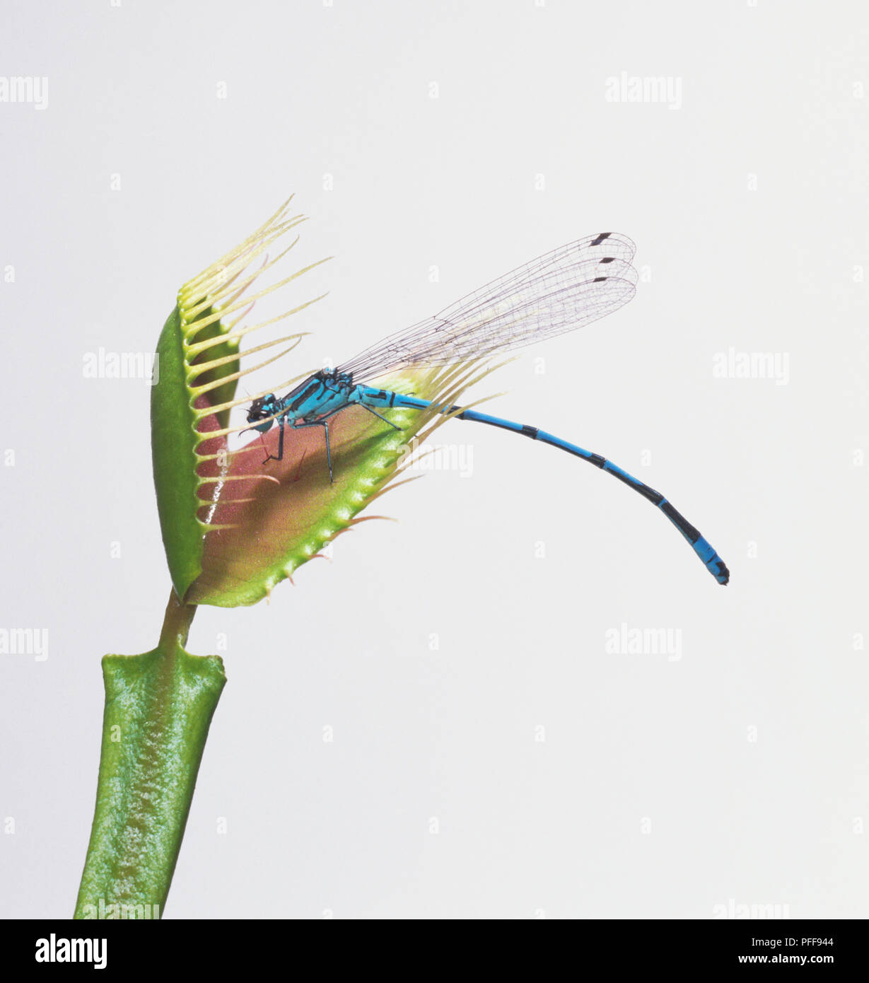 Venus Flytrap e libellula Foto Stock