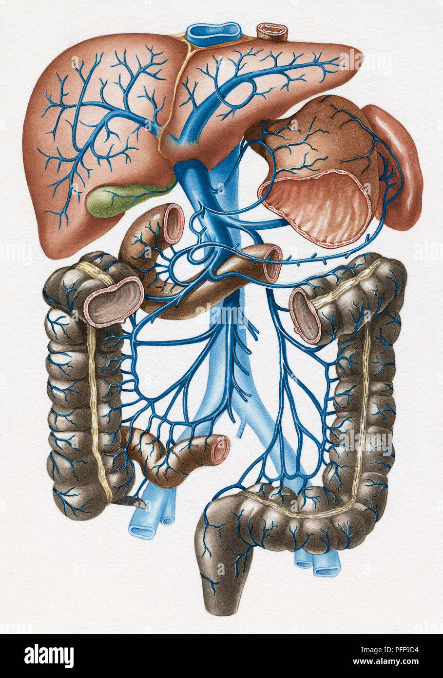 Lo stomaco, la milza, il fegato e gli intestini e drenaggio venoso nella vena  porta Foto stock - Alamy