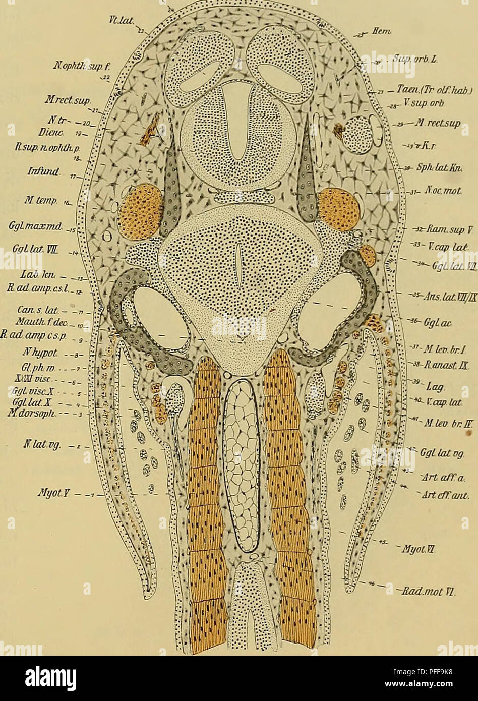 . Denkschriften der Medicinisch-Naturwissenschaftlichen Gesellschaft zu Jena. 641 Entwicklungsgeschichte des Kopfes und des Blutgefässsystems von Ceratodus forsteri. 1301 Sup.orb.L lt 0-&GT;^ X ^&LT; "Y%",-TaailTrolfhai., stomosirenden Arteriae communicantes (22) ein. Das dorsale Blatt der Sattelfalte vorn wird bereits vom Boden des Mittelhirnes gebildet, dessen vorderer Abschnitt die sogenannte Mittelhirnhaube ist. Die Grenze des Zwischen- und Mittelhirnes geht schräg durch die einheitlich gebaute seitliche Wand, deren Kerne reihenweise gestellt sind, weil sie sich in dieser Anordnung unter d Foto Stock