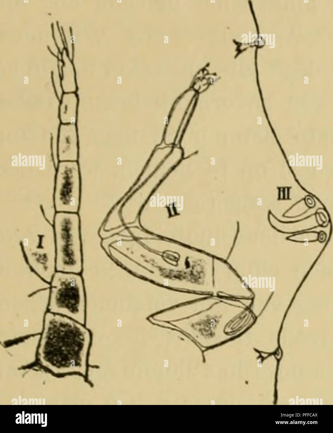 Questa immagine illustra l'esame dei parassiti che influenzano la coltivazione del caffè a Giava, concentrandosi in particolare sui pidocchi. La ricerca prevede misurazioni dettagliate dei segmenti delle antenne dei pidocchi utilizzando un micrometro, che aiuta nell'identificazione e nelle strategie di controllo dei parassiti. Foto Stock