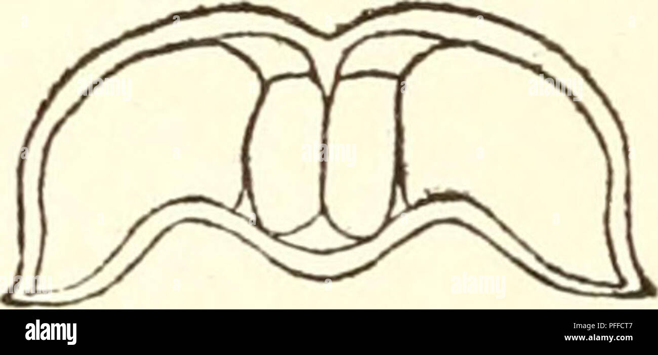 . Crostacei decapodi della costa nord-occidentale del Nord America ... Crostacei -- Nord America. MI88 RATHBUN PINNIXA LITTORALIS Holmes. Distribuzione,-Bo^egz. Baia di San Diego, California. PINNIXA LONGIPES (Lockington). Distribuzione.-Tomales Bay a San Pedro in California. Nel tubo di annelid {Clynienelld). PINNIXA FABA (Dana). Distribuzione.-da Sitka, Alaska a San Pedro in California. In gusci di grandi molluschi moUusks e nella cloaca di un grande holothurian, Liosotna Stimpson arenata. Genere Scleroplax Rathbun. GRANULATA SCLEROPLAX Rathbun. Piastra VII, fig. 5. Distribuzione.-Yrom Bodega Bay, Califo Foto Stock