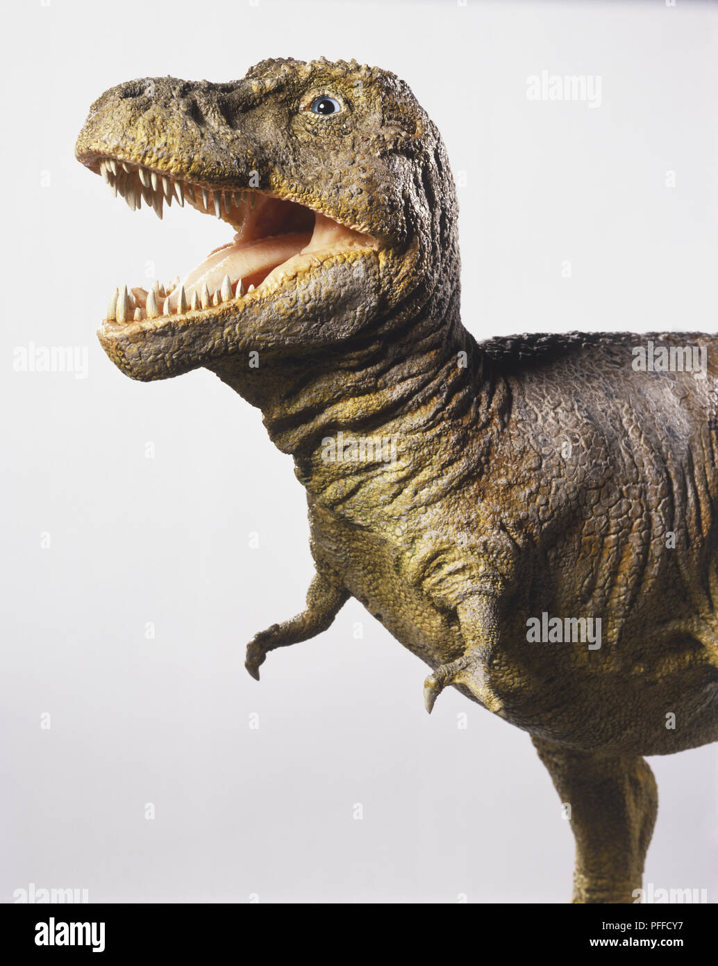 Modello di un Tirannosauro Rex, testa e spalle, vista laterale Foto Stock