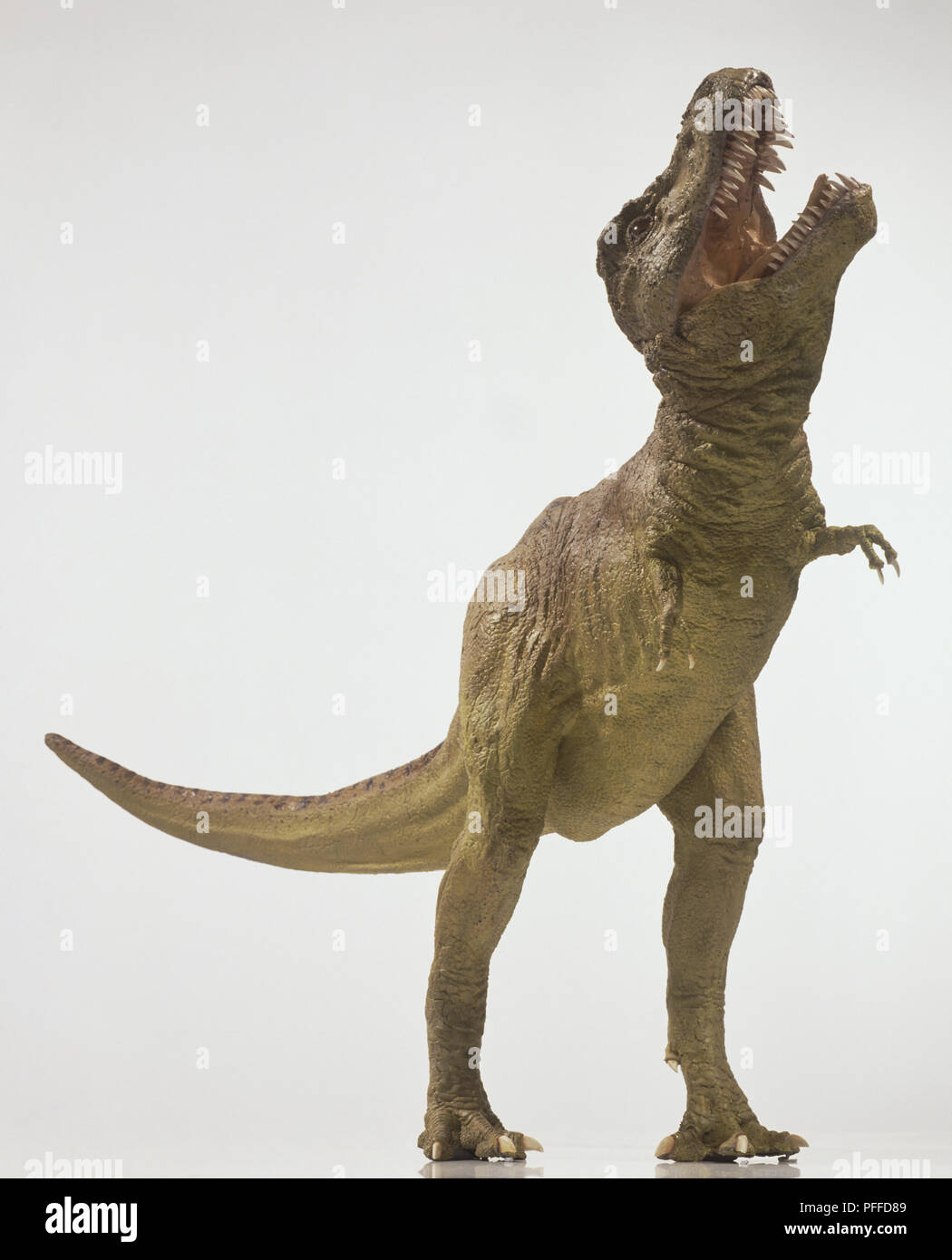 Tyrannosaurus Rex, testa rialzate, la bocca aperta, coda estesa. Foto Stock