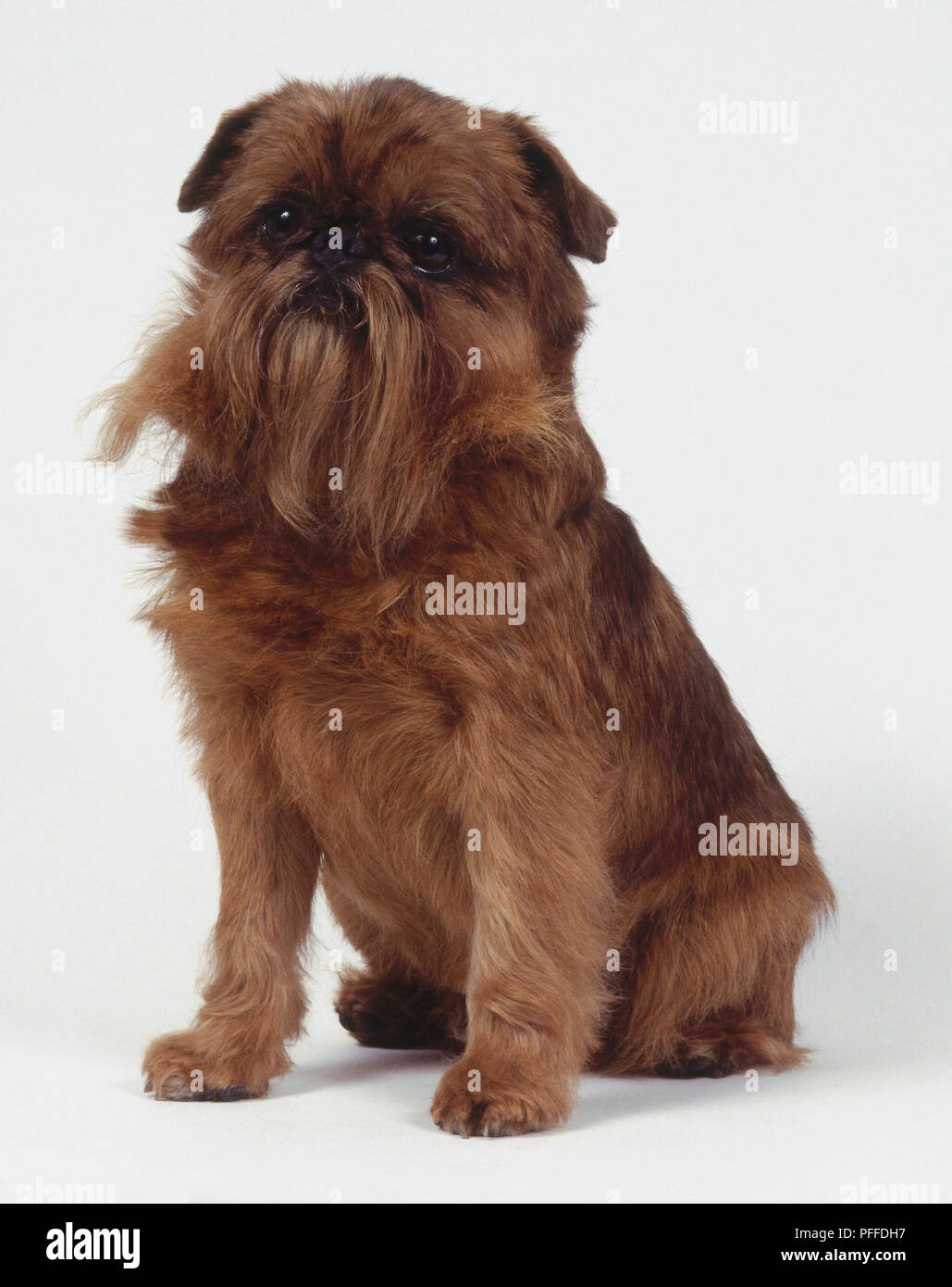 Griffon Bruxellois (Bruxelles Griffon) il cane, seduto Foto Stock