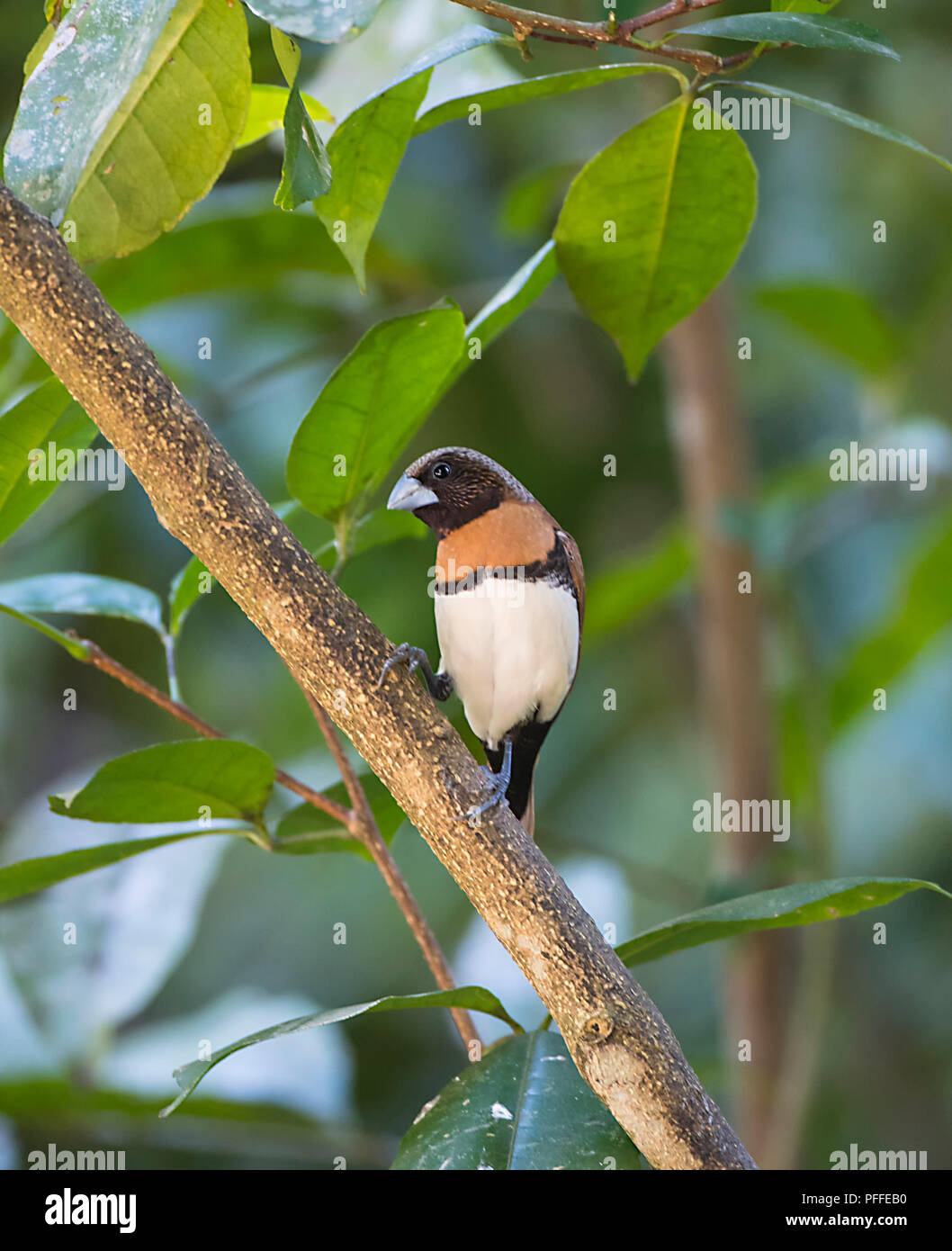 Ritratto di un maschio adulto Chesnut-breasted Mannikin (Lonchura castaneothorax) appollaiato su un ramo, Julatten, altopiano di Atherton, estremo Nord Queensland Foto Stock