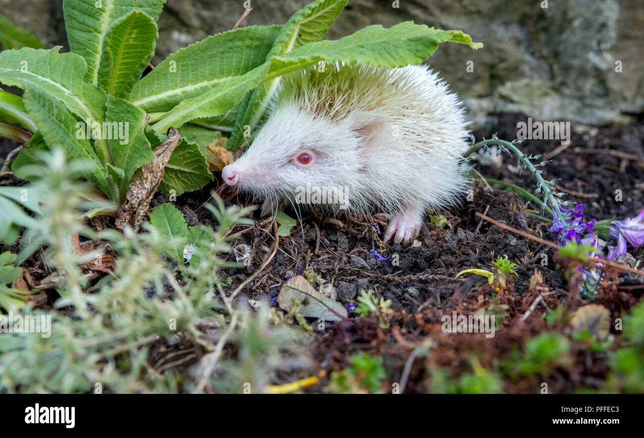 Riccio, raro, selvatico, albino con spine bianche. Preso da una nascondiglio di fauna selvatica per monitorare la salute e la popolazione di questo mammifero in declino Foto Stock