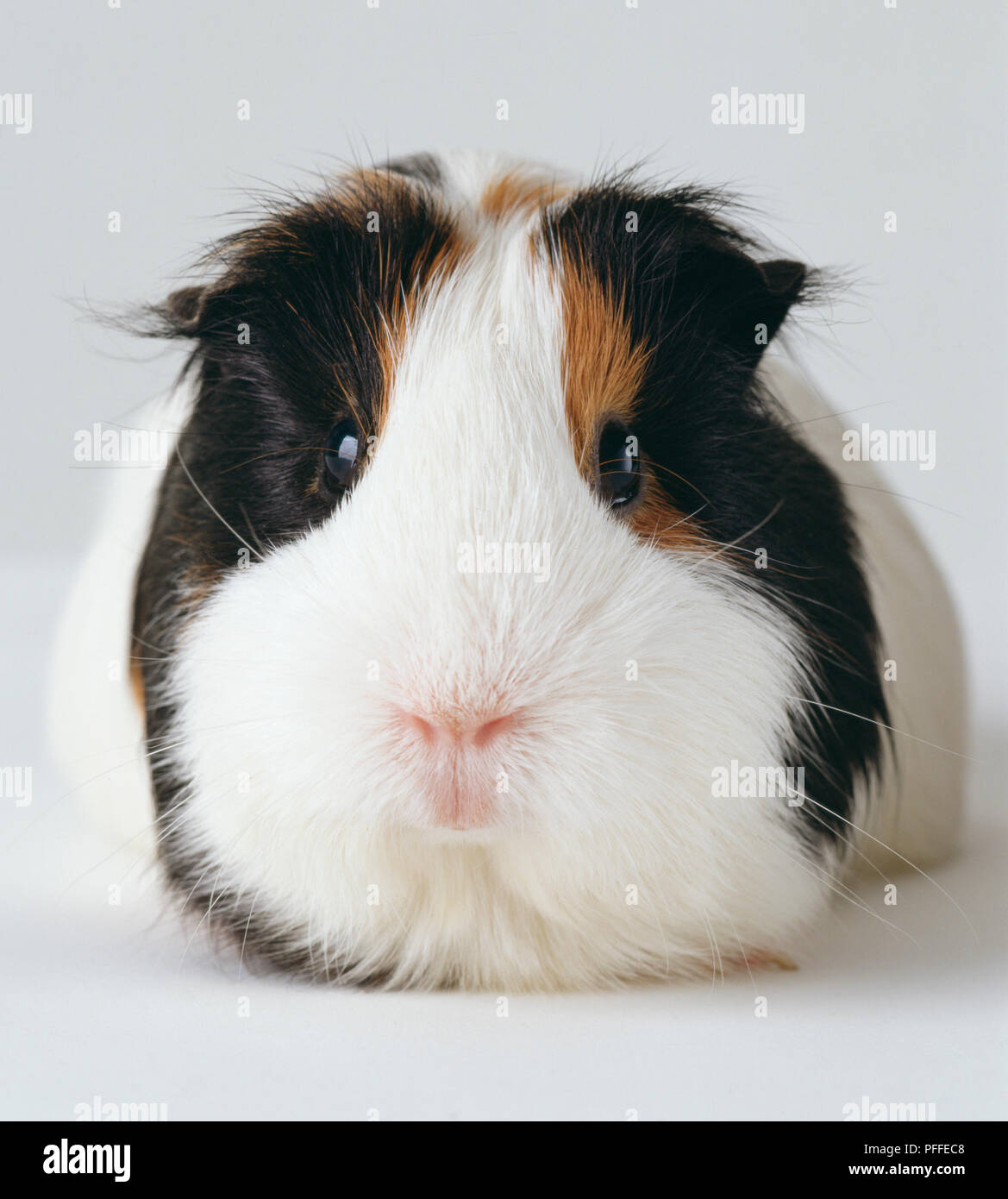 Parte anteriore rivolto verso la testa di una Cavia nera con orecchie, naso bianco e marrone chiaro iscrizioni intorno agli occhi. Foto Stock