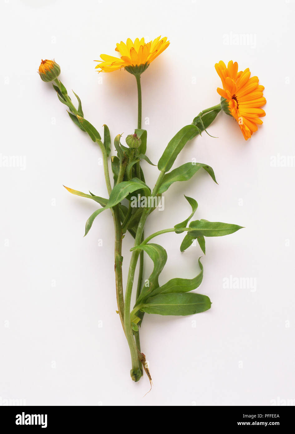 Calendula officinalis, gambi di arancio fiori di tagete con foglie Foto Stock