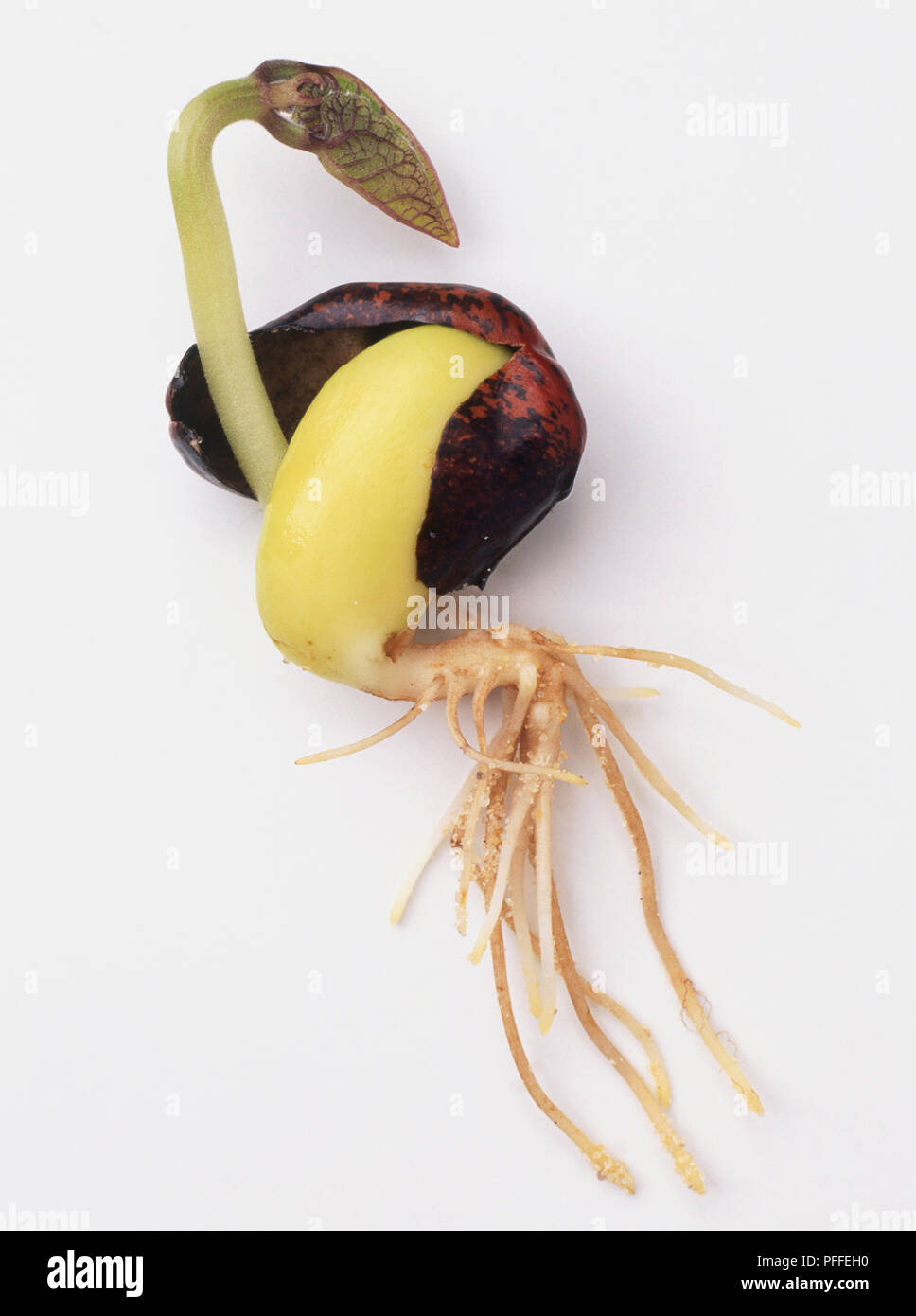 Phaseolus coccineus, Runner Bean, sparare cresciute da seme Foto Stock