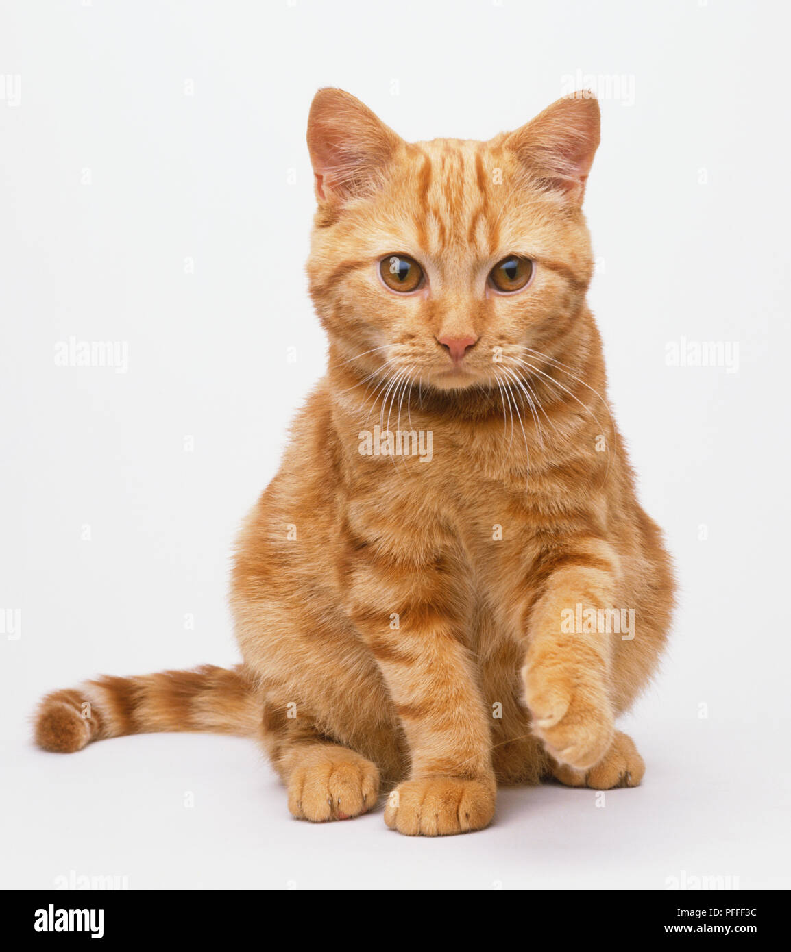 Caratteristiche facciali del British Classic Rosso tabby Shorthair: grandi occhi di rame, di medie dimensioni le orecchie e un ampio giro di testa. Foto Stock
