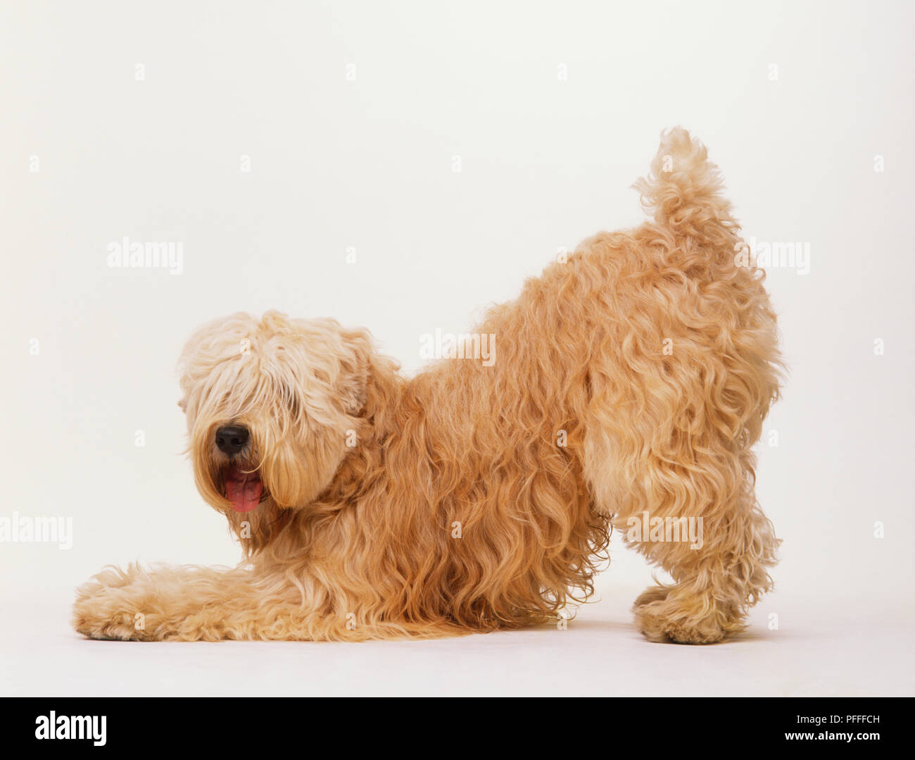 Softcoated Wheaten Terrier (canis familiaris) in piedi sulle zampe posteriori, gambe anteriori stese verso la parte anteriore, la testa rivolta verso la lente della fotocamera e i capelli che coprono gli occhi, vista laterale. Foto Stock