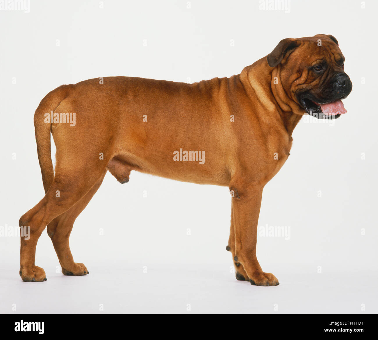 Bullmastiff (canis familiaris) in piedi, vista laterale. Foto Stock