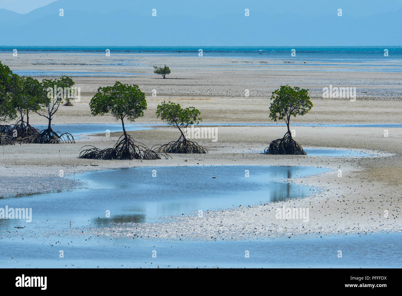 Costiere di mangrovie con radici esposte a bassa marea, Yule Punto vicino a Port Douglas, estremo Nord Queensland, FNQ, QLD, Australia Foto Stock