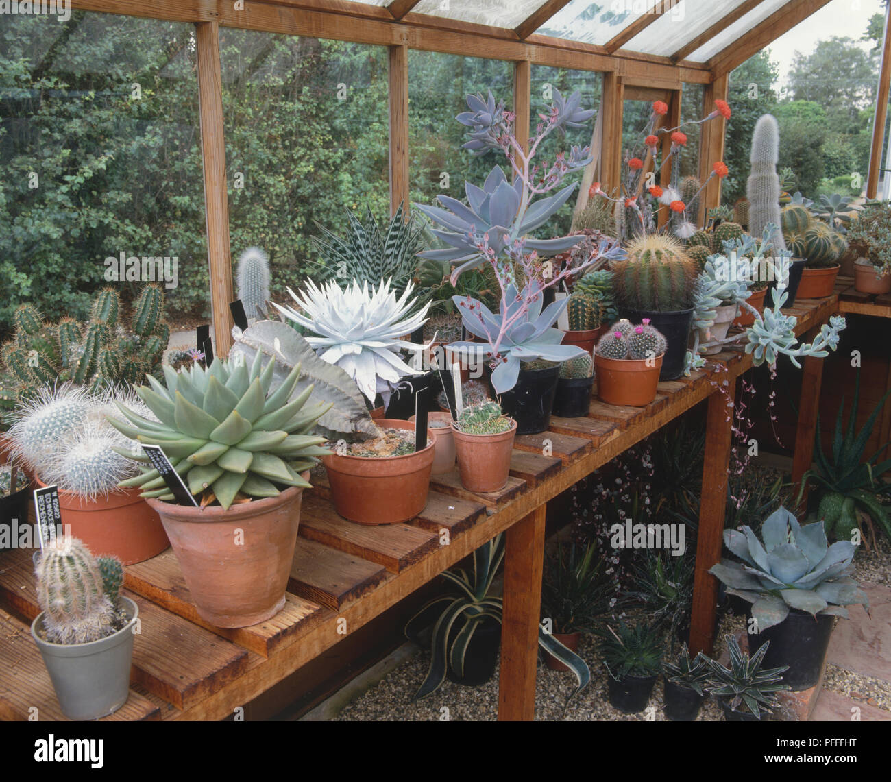 Interno della serra di cactus e altre piante succulente Foto Stock