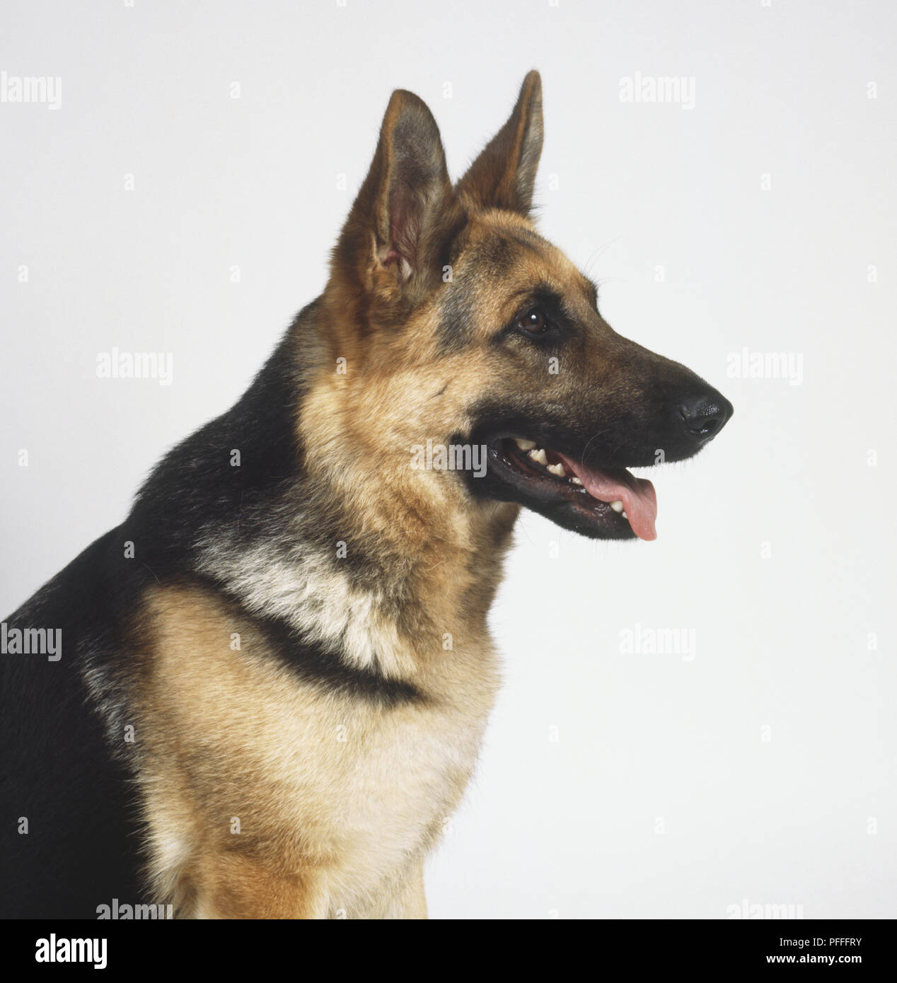 Testa di pastore tedesco cane (canis familiaris), vista laterale Foto Stock