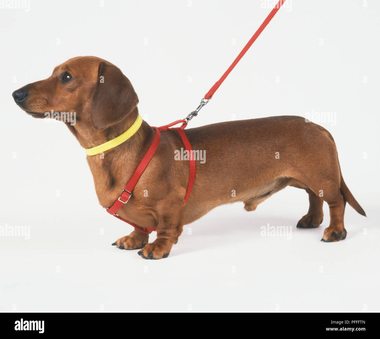 A pelo corto, marrone Bassotto (Canis familaris) indossando un corpo cavo, vista laterale Foto Stock