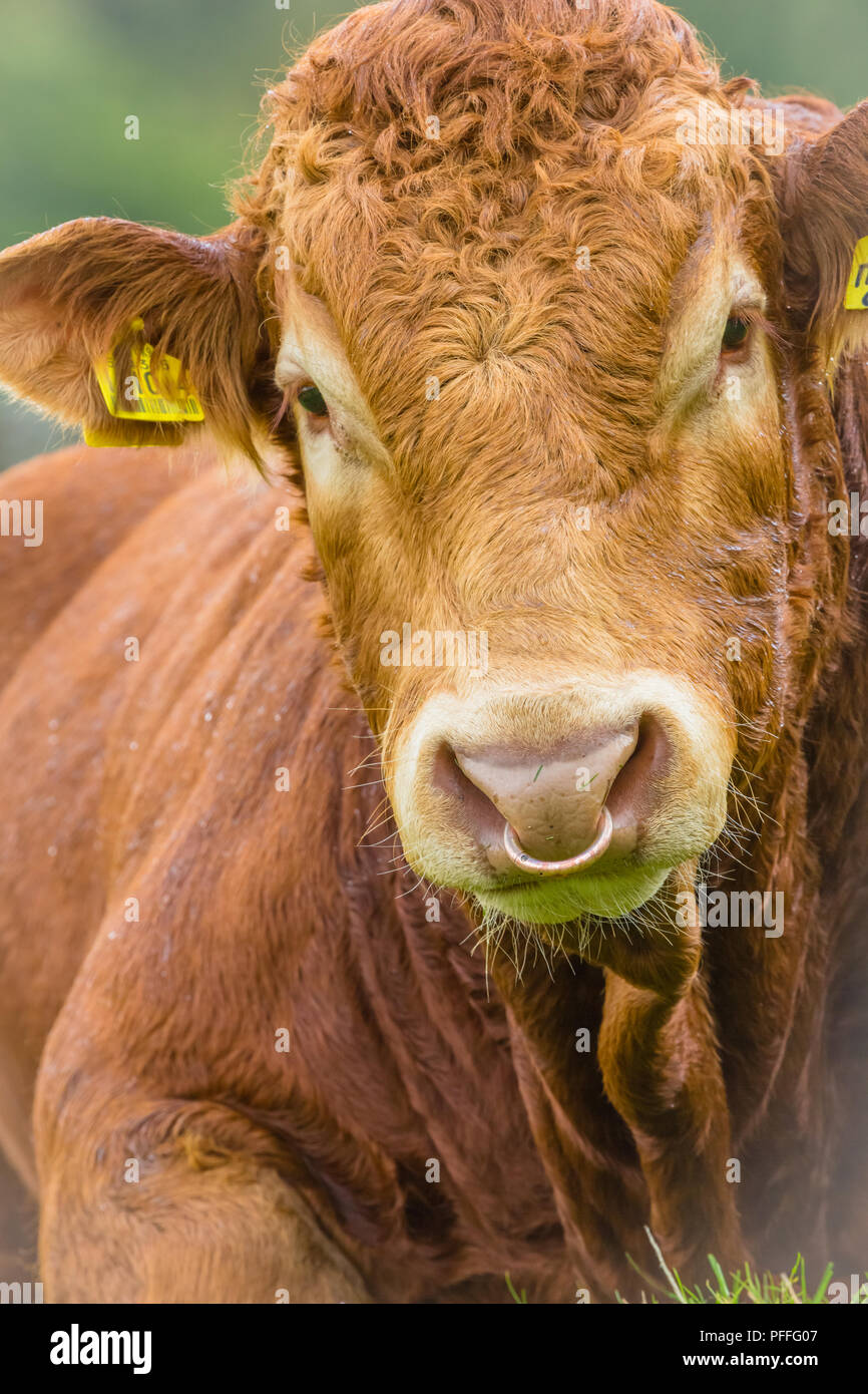 Bull, Limousin bull stabilite con ghiera in ottone attraverso il suo naso. Close up colpo alla testa. Foto Stock