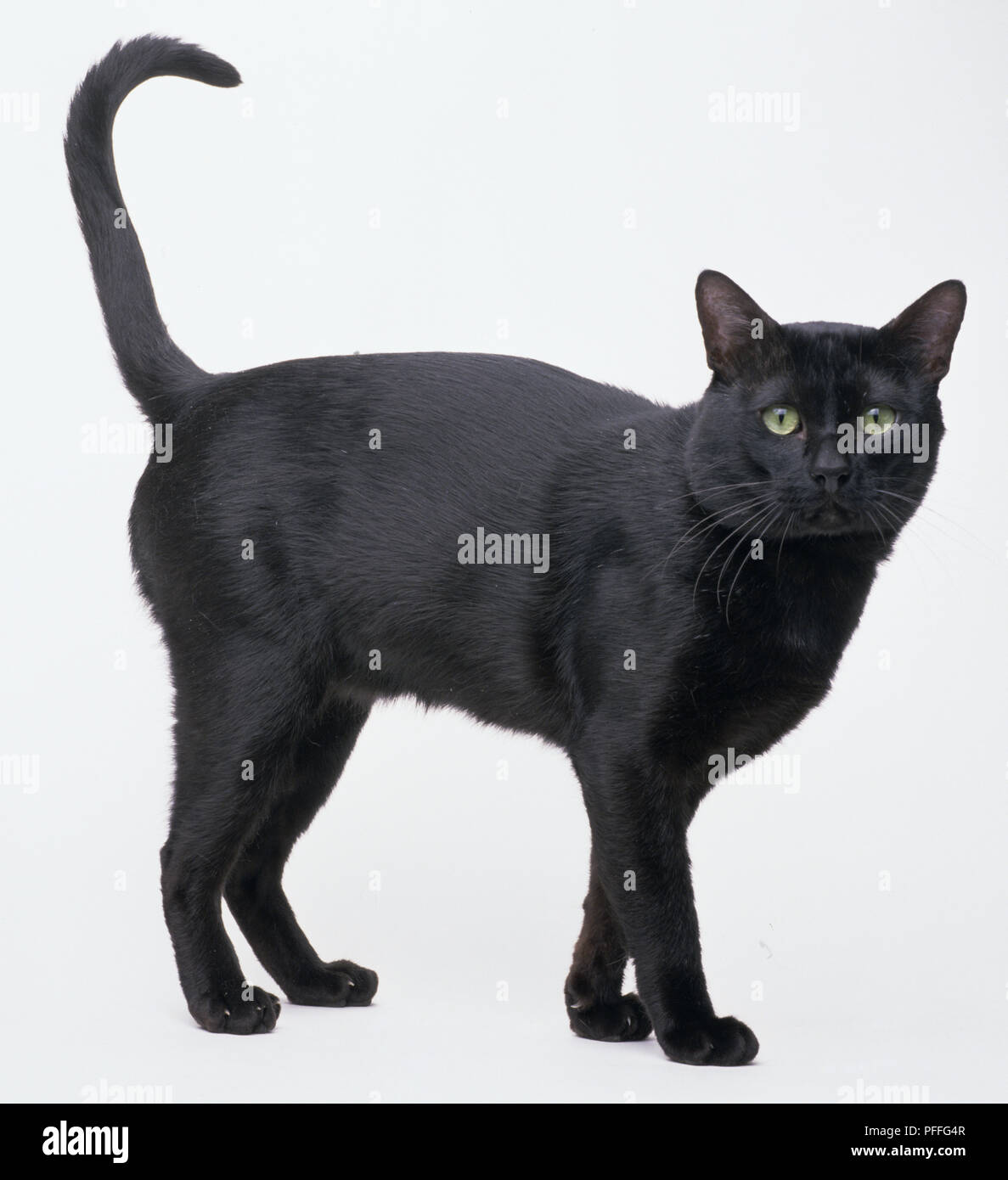 Black Bombay gatto a carponi, vista laterale Foto Stock