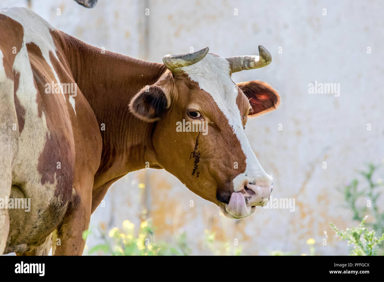 Immagine di un animale cornuto marrone mucca guardò intorno Foto Stock