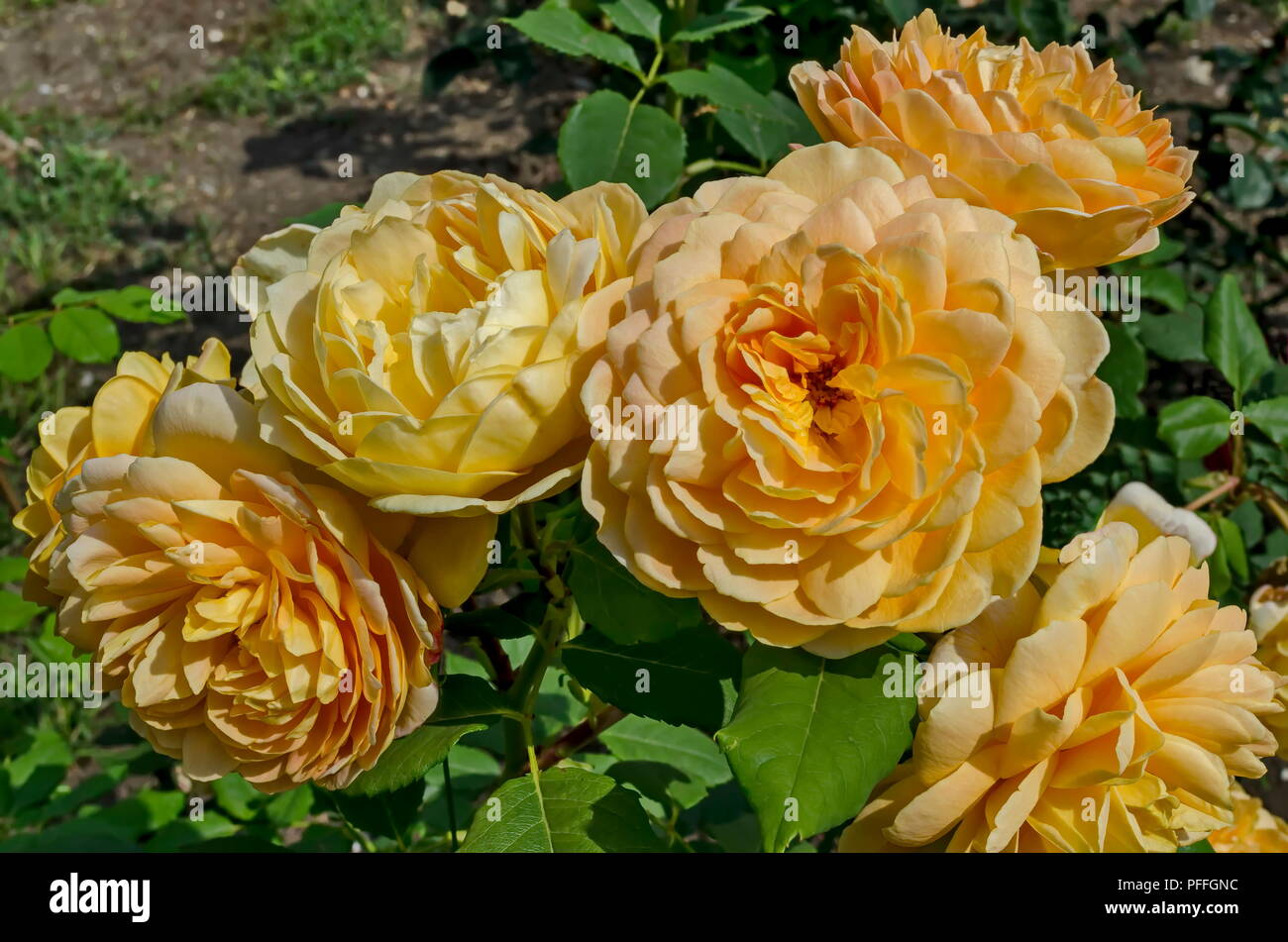 Rametto fresco rosa gialla fiore in fiore il naturale vecchio West Park, Sofia, Bulgaria Foto Stock