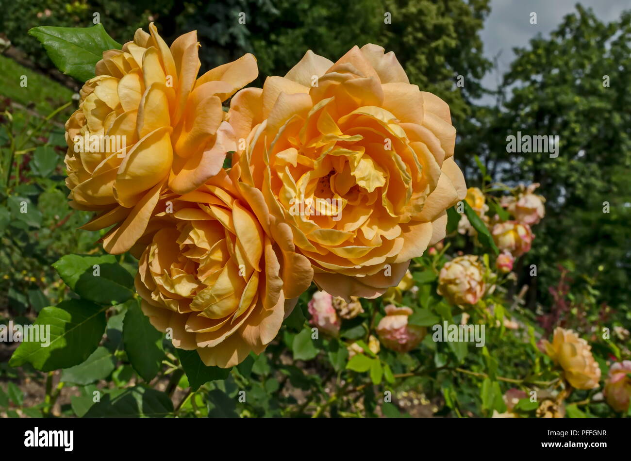 Rametto fresco rosa gialla fiore in fiore il naturale vecchio West Park, Sofia, Bulgaria Foto Stock