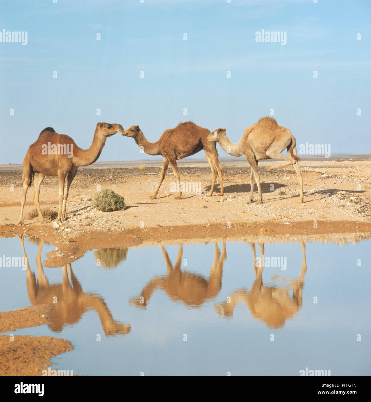 Vista laterale di tre cammelli in corrispondenza di un foro di irrigazione, Giordania, cammelli si riflette nell'acqua. Foto Stock