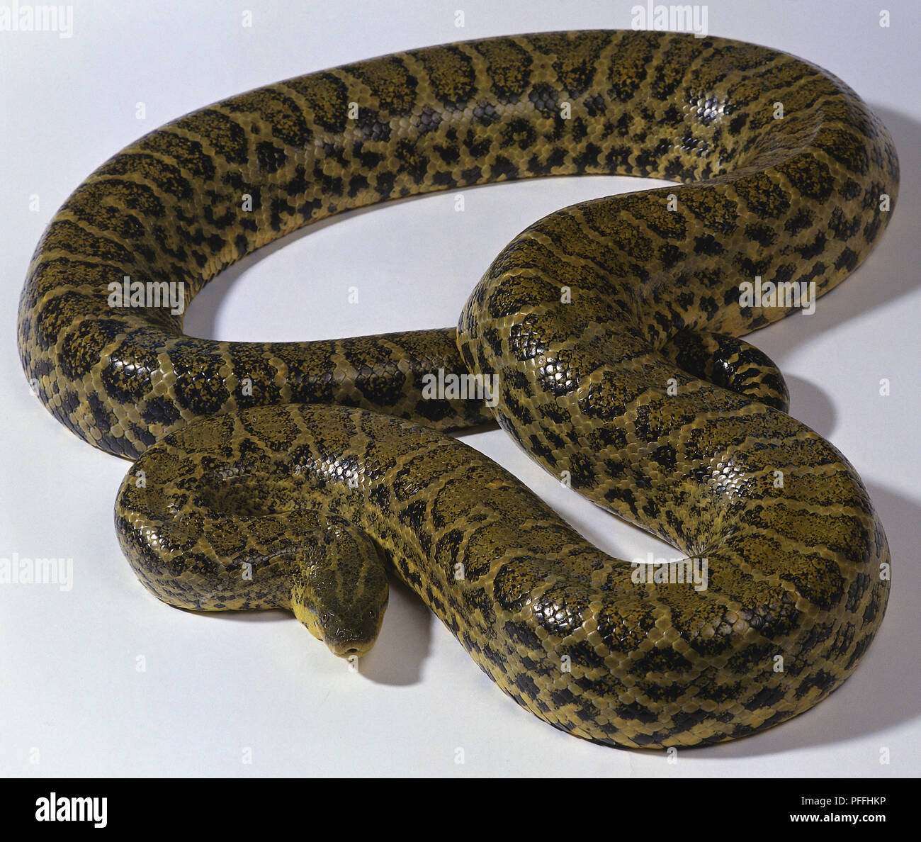 Noto anche come il paraguaiano Anaconda, questo potente constrictor è giallo con righe longitudinali di macchie nere sul corpo e un nero, triplice freccia sulla parte superiore della testa. Foto Stock