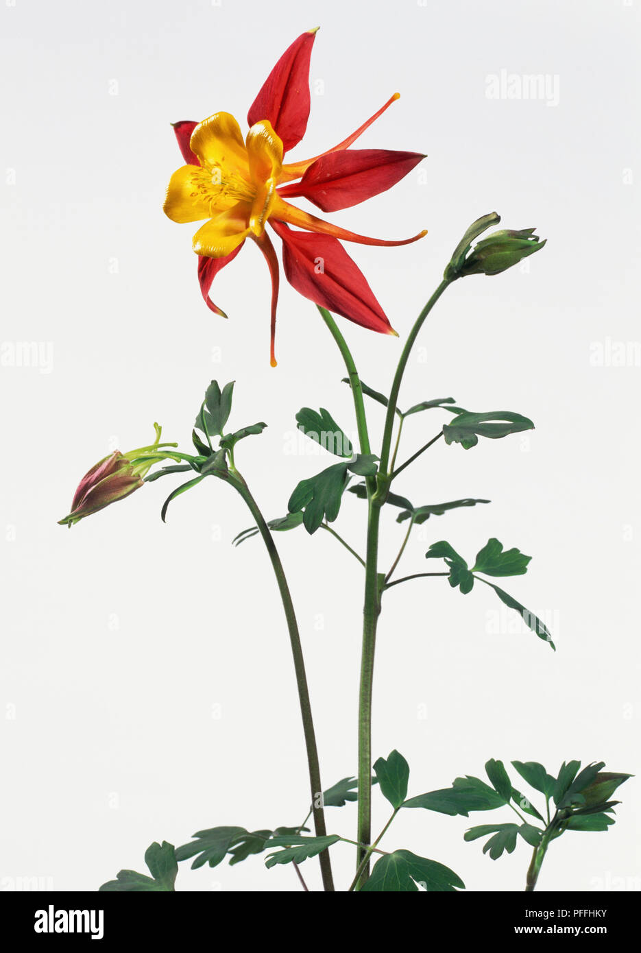 Aquilegia " Crimson Star', fioritura stelo con rosso e giallo fiore e due gemme, close up Foto Stock