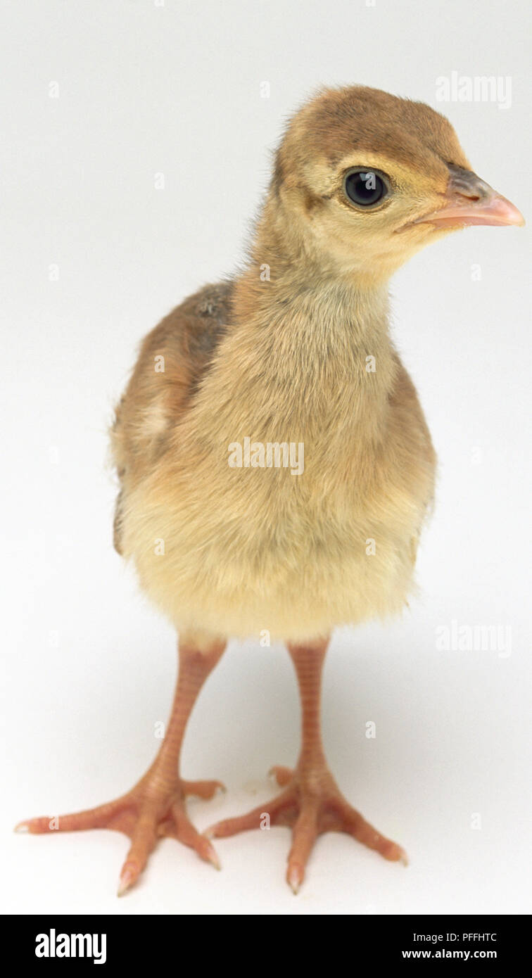 Vista frontale di un tre-quattro giorni di età pulcino Peafowl, con la testa rivolta in avanti ma visto di profilo. Foto Stock