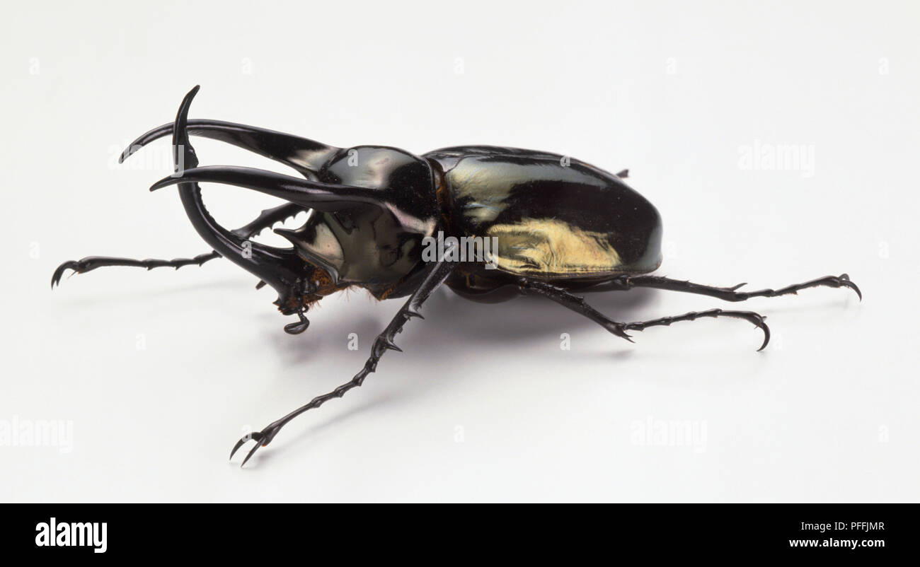 Scarabeo rinoceronte, Chalscosoma atlas, con tre grandi corna che sporge dalla sua testa e un verde di lucentezza metallica che copre le ali e la testa ad angolo vista frontale. Foto Stock