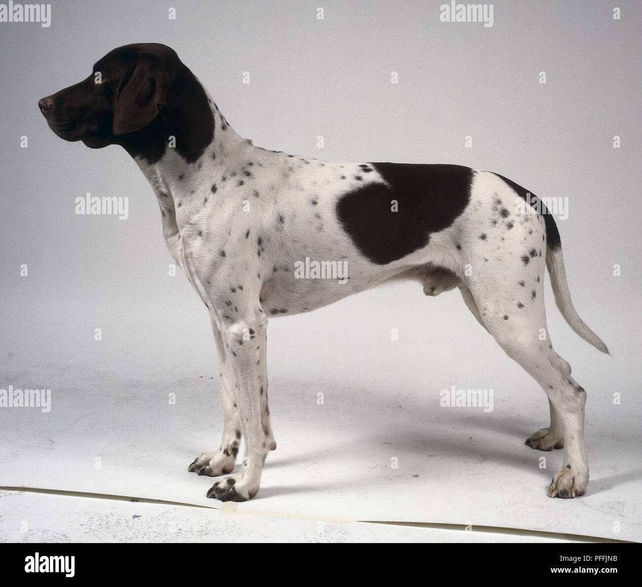 Una sottile in bianco e nero il vecchio puntatore danese cane con chiazzato e screziato fianchi, a carponi, side-a. Foto Stock