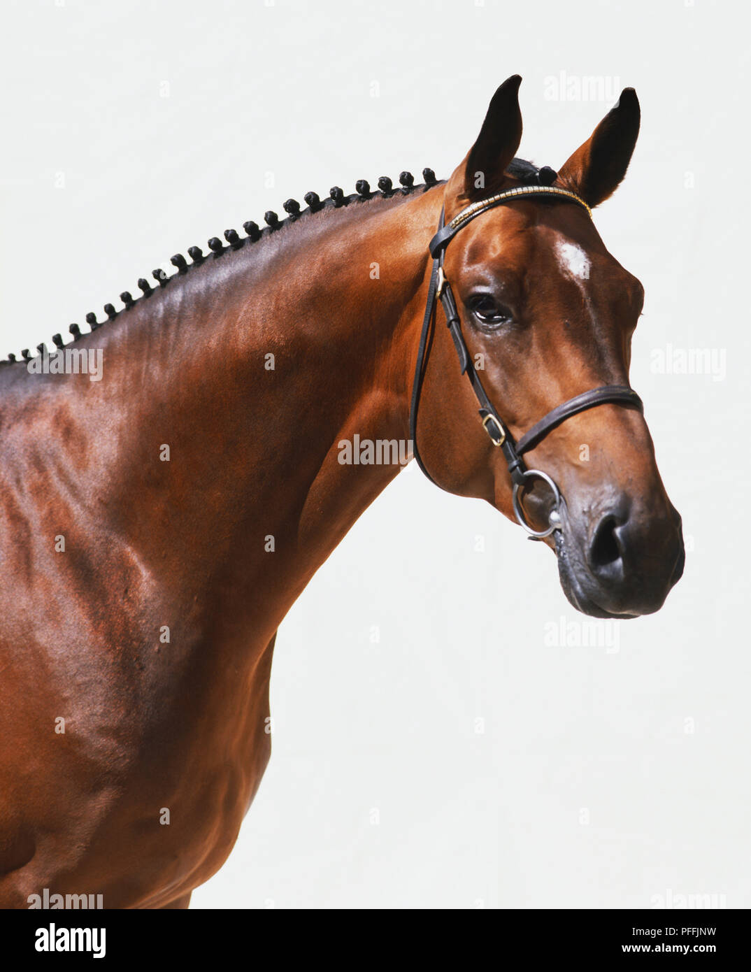 Warmblood danese cavallo Foto Stock