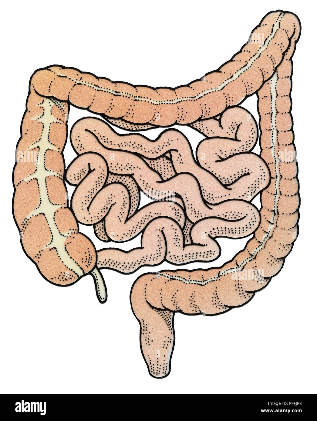Schema dell'intestino umano. Foto Stock