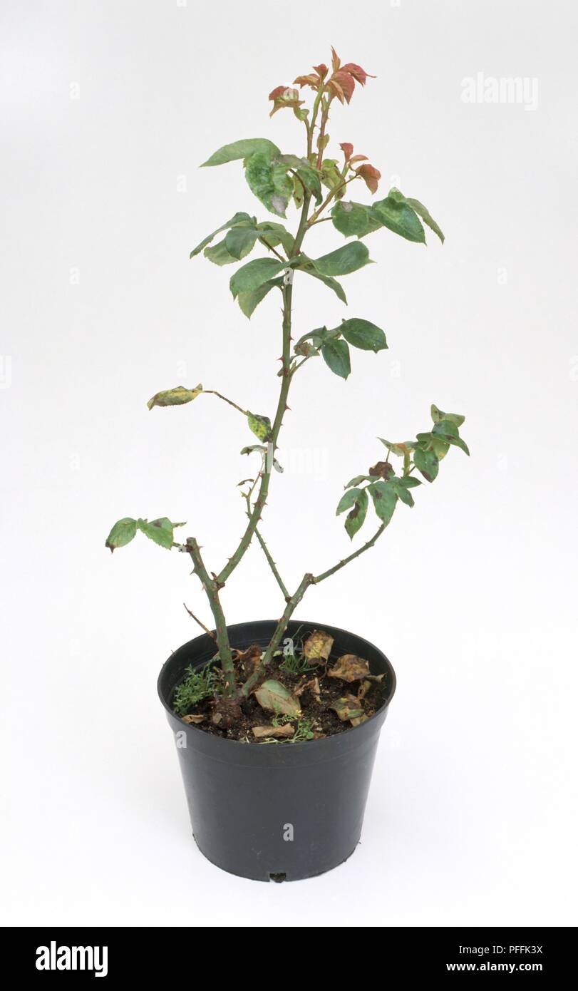 Contenitore-coltivate rose mostra spindly germogli, macchia nera (Diplocarpon rosae), caduta di foglie ed erbacce in pot Foto Stock