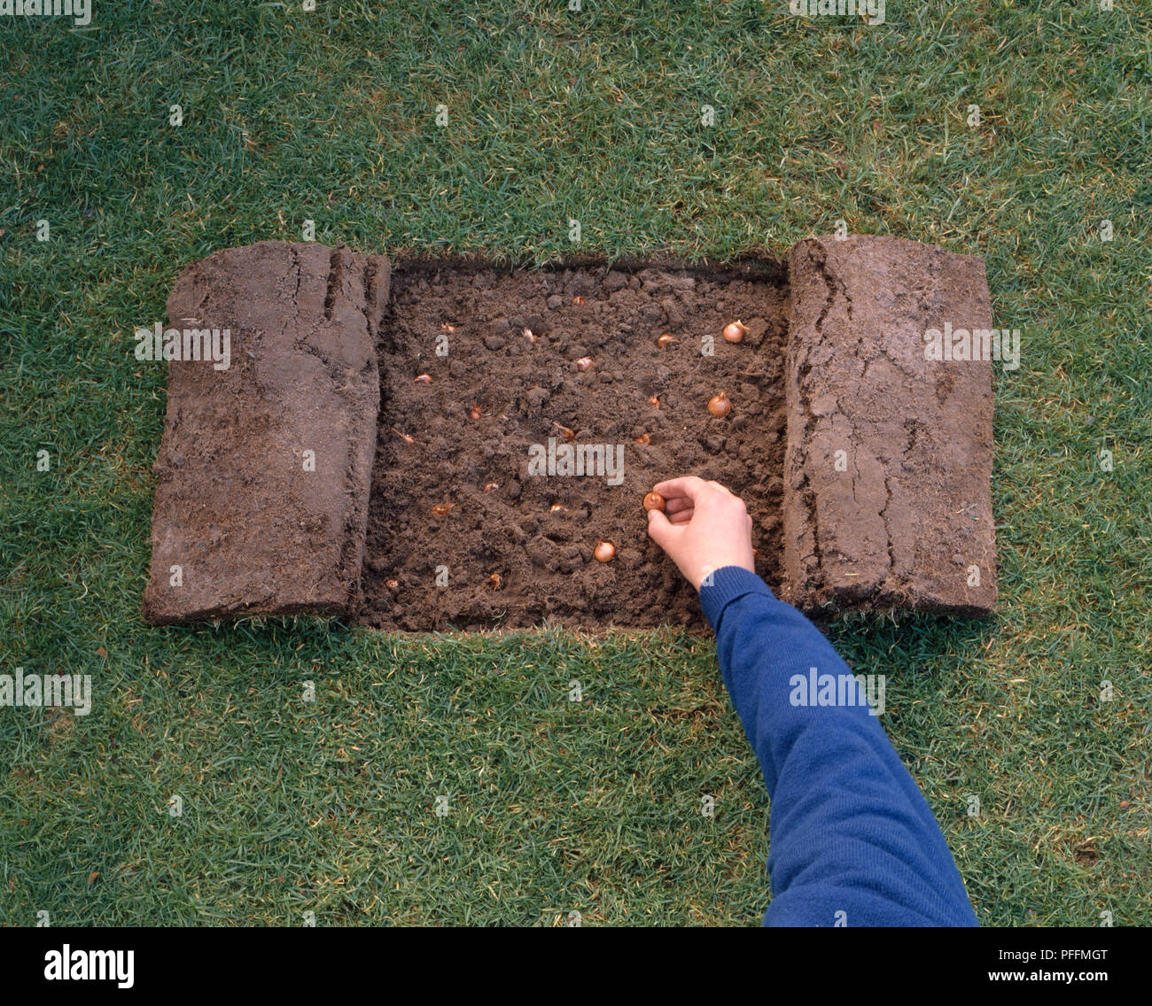 Foro tagliato in zolle d'erba con crocus bulbi che viene pressato nel suolo, ad alto angolo di visione Foto Stock