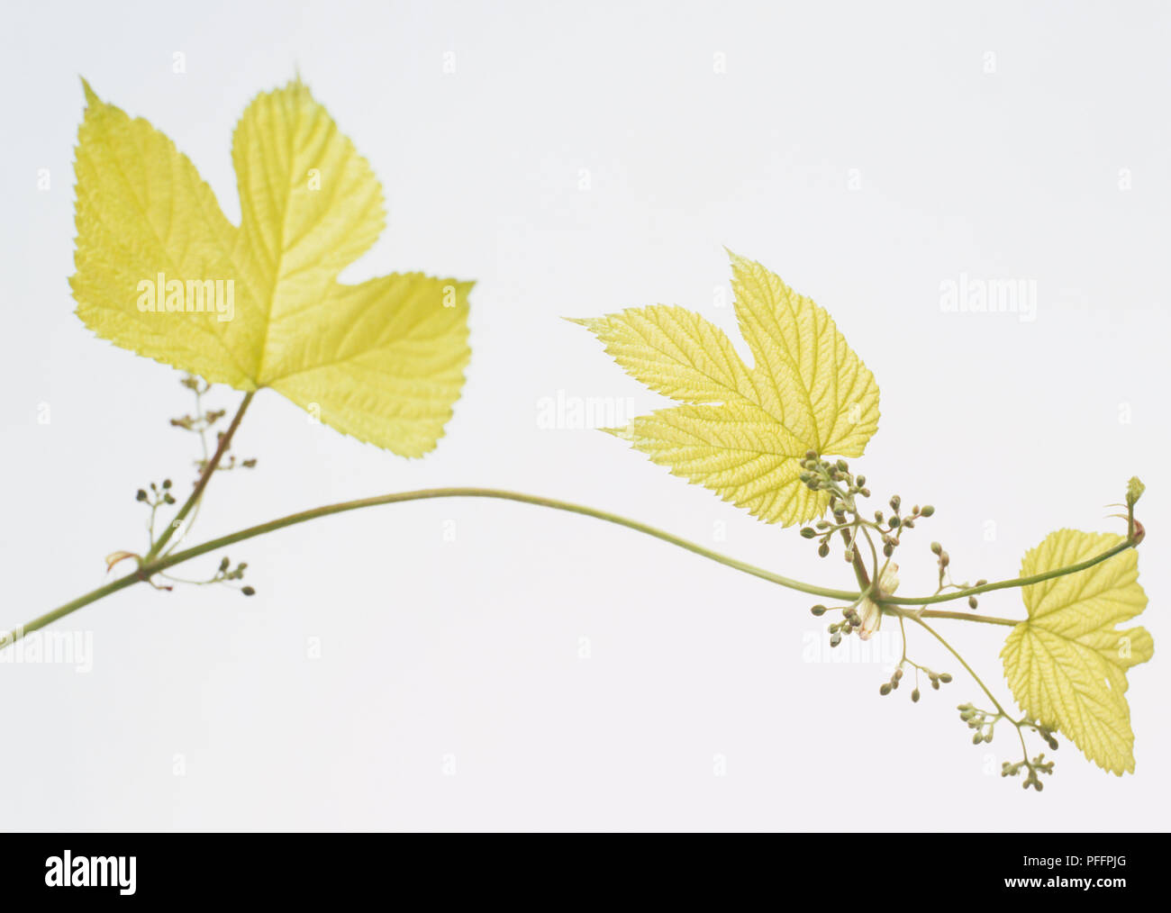 Luppolo (Humulus lupulus), 3-5 foglie lobate con bruscamente bordi dentati e fiori in germogli su sottile stelo cavo Foto Stock