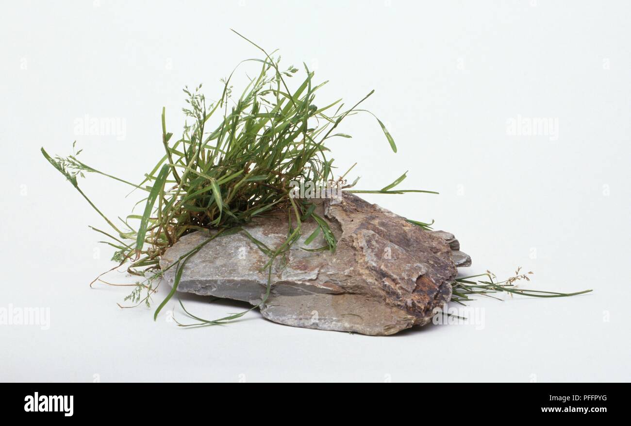 Intrico di erba su una roccia Foto Stock
