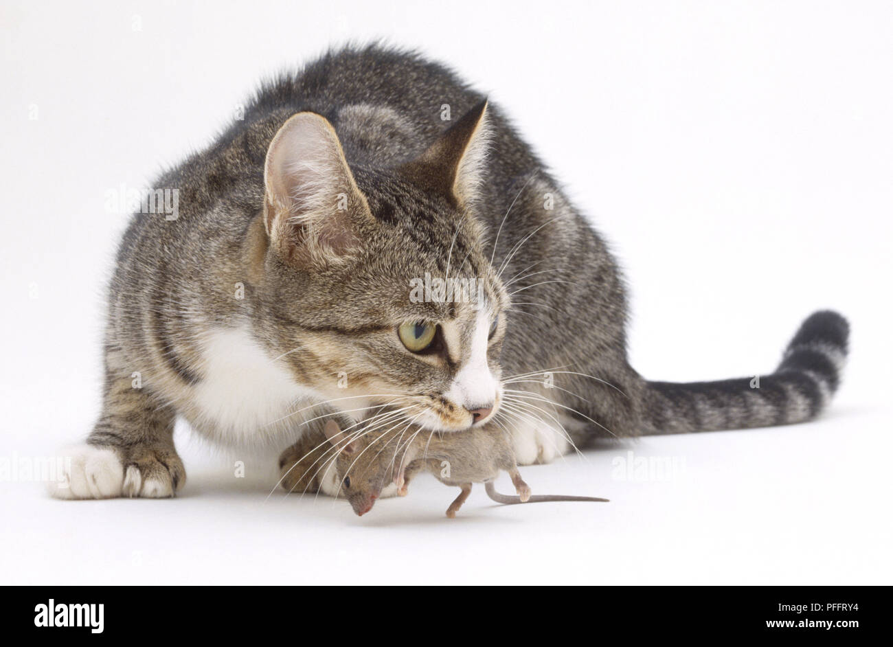 Grigio Tabby Cat (felis catus) lcrouching con un topo morto nella sua bocca, vista laterale. Foto Stock