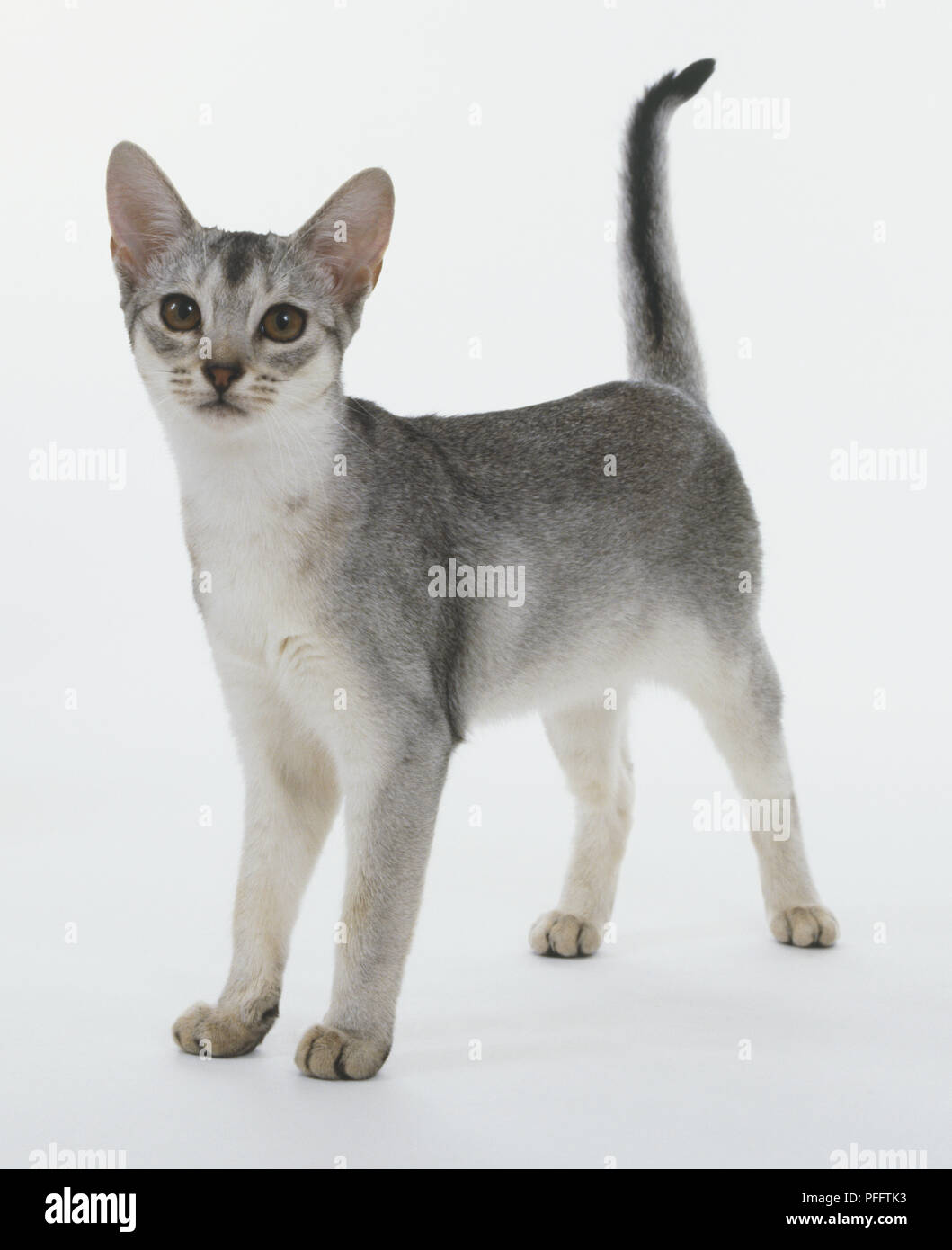 Nero-argento gatto abissino (felis catus) in piedi con il tail rialzato, vista frontale Foto Stock